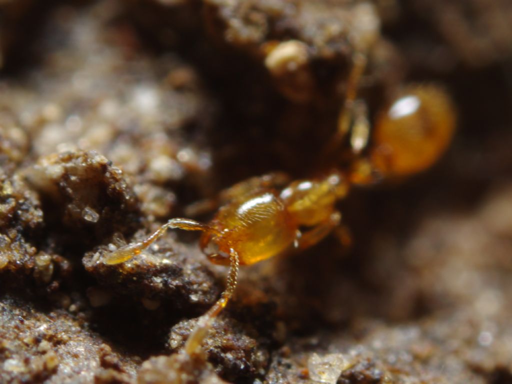 Piccola formichina, potrebbe essere Solenopsis?